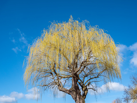 Willow tree blooms in spring