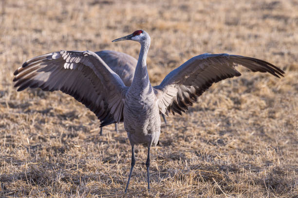 istock Migrating Greater Sandhill Cranes in Monte Vista, Colorado 1212420536