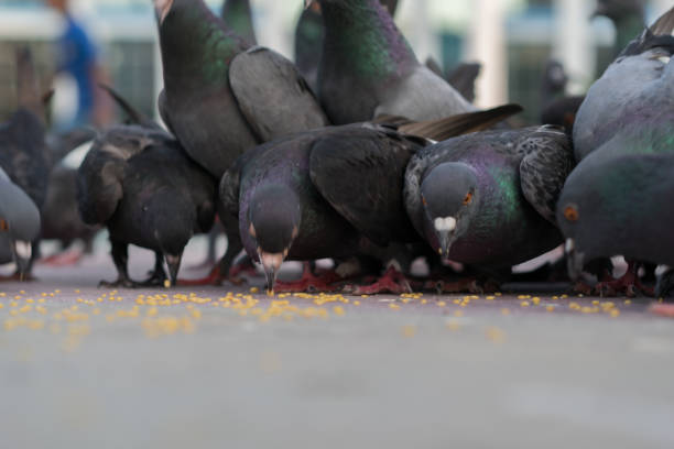 istock Group of dove feeding in park 1212421511