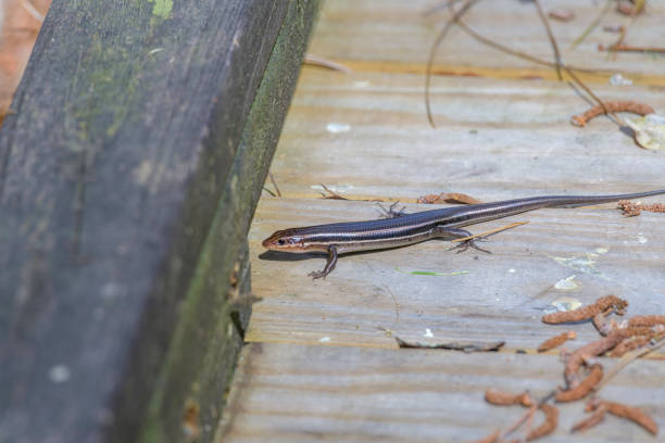 istock Skink lizard on wooden boardwalk 1212421582
