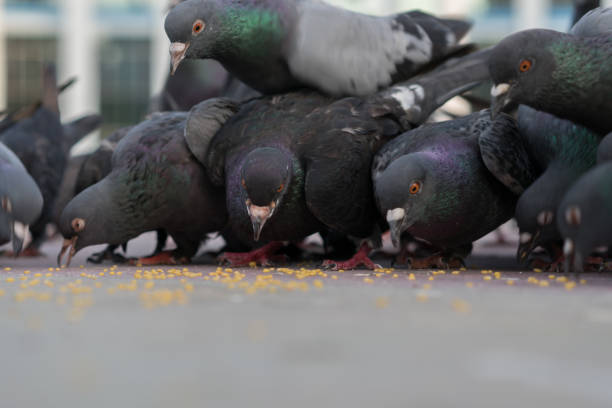 istock Group of dove feeding in park 1212421595