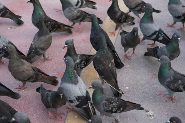 istock Group of dove feeding in park 1212422253