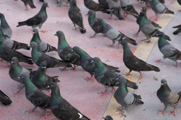istock Group of dove feeding in park 1212422576