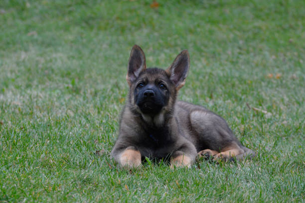 istock German Shepard puppy portrait 1212422639