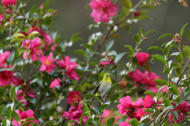 istock White-eye bird on branch of camellia 1212422708