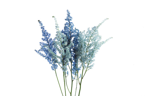 Pictured Astilbe in a white background.