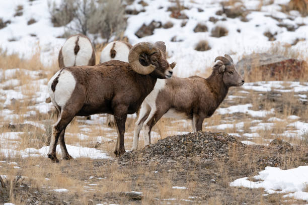 istock Rocky Mountain Bighorn Sheep 1212422724