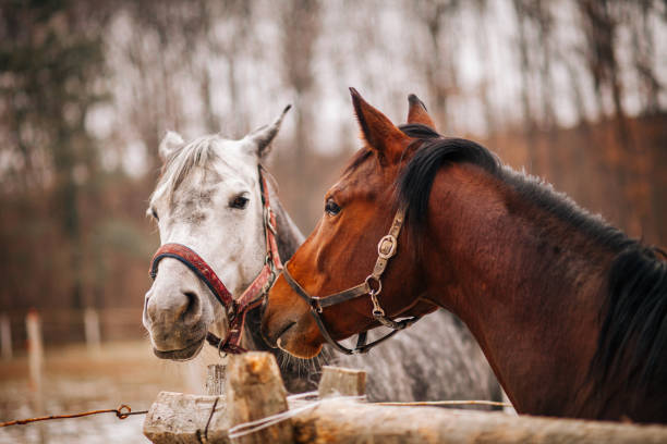 Embracing, Horse, Two Animals, Kissing, Friendship