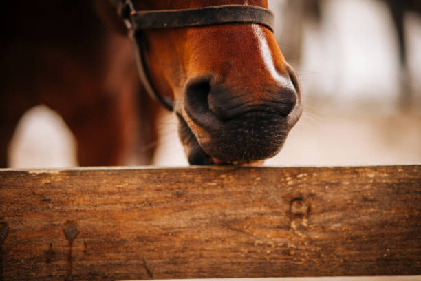 istock horse biting a wooden fence 1212423446
