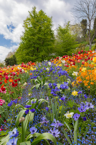 istock Multi Color field of tulips at spring 1212423852