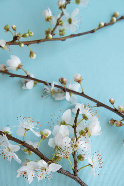 istock Blossom plum branch on a blue background 1212423886