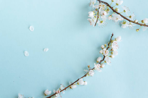 istock Blossom plum branch on a blue background 1212423887