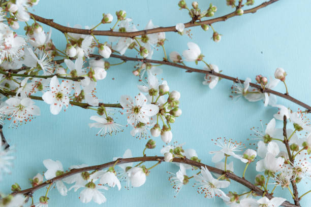 istock Blossom plum branch on a blue background 1212423893