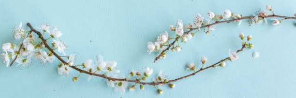 istock Blossom plum branch on a blue background 1212423895