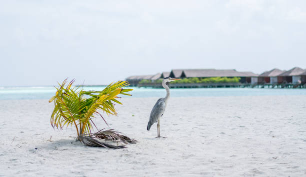 istock Overwater spa in lagoon around tropical island 1212424560