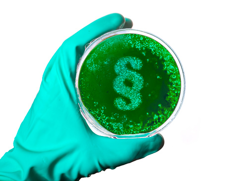 A scientist holding a petri dish with germs in the shape of a paragraph symbol.(series)