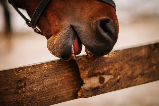 Photo of horse biting a wooden fence