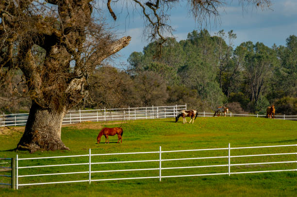 лошади и дубы, северная калифорния - valley oak стоковые фото и изображения