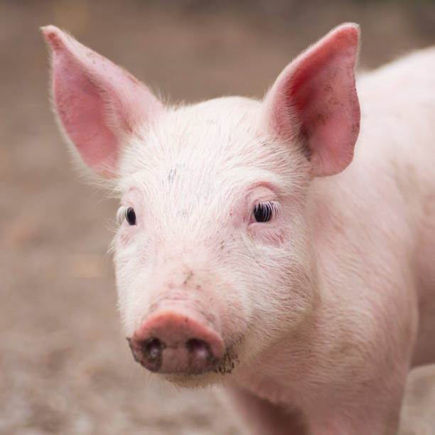 istock cute little piglet portrait 1212426464