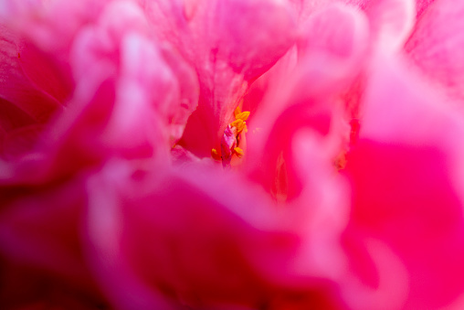 Abstract detail of a fuschia camellia, creating movement as if the petals were swirling around the stamen.