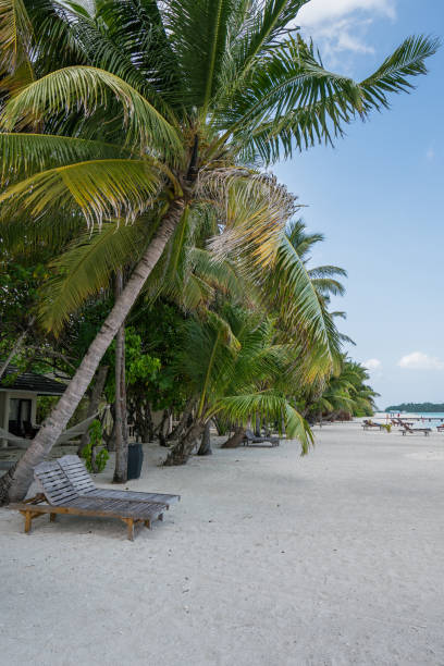 istock Sun beds and palm tree at island Maldives 1212426569