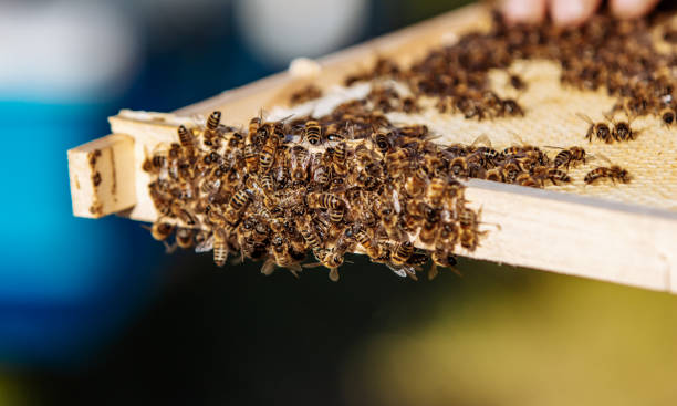 istock Beekeeper is working with bees and beehives on the apiary. 1212426695