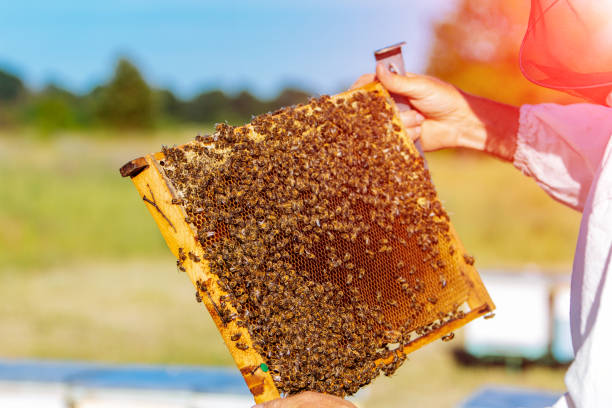 istock Apiarist is working in his apiary. 1212426726