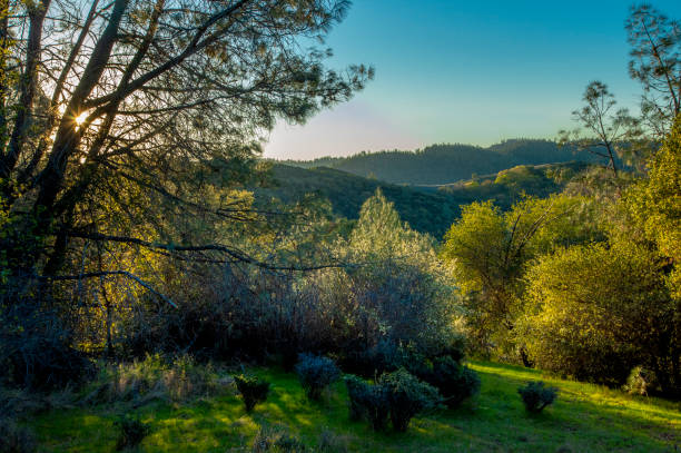 Green grass and budding oak trees in the Auburn State Recreational Area State Park, Spring.
