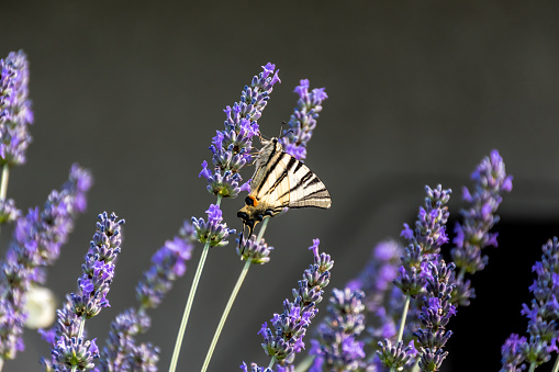 Beautiful Swallowtail Butterfly on Flowering Lavander