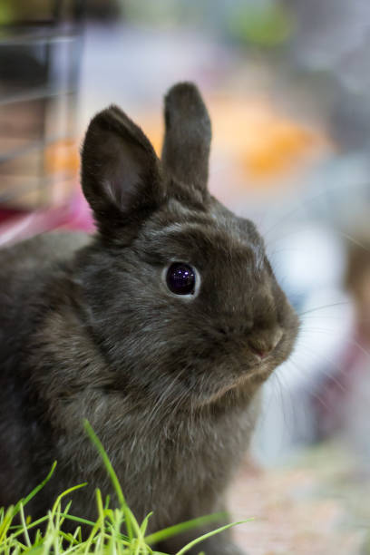 istock Brown rabbit sits next to green grass 1212426798
