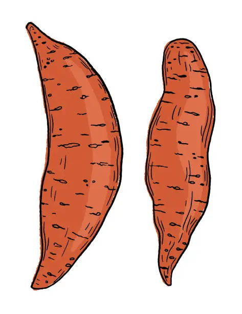 Vector illustration of Hand Drawn Fresh Sweet Potatoes