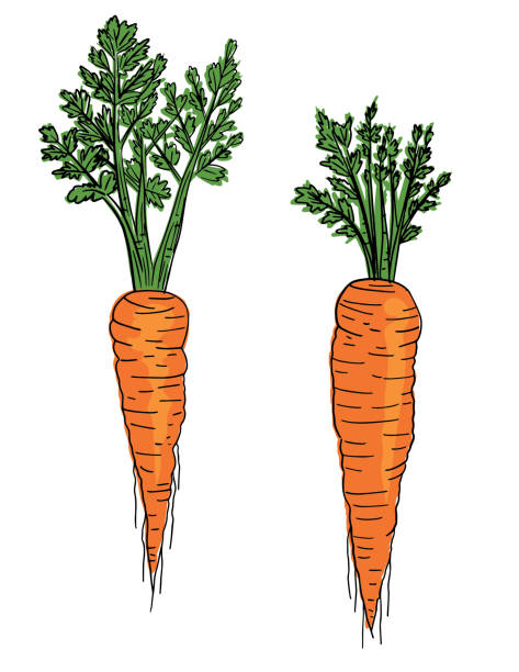 손으로 그린 신선한 당근 - farmers market agricultural fair carrot vegetable stock illustrations