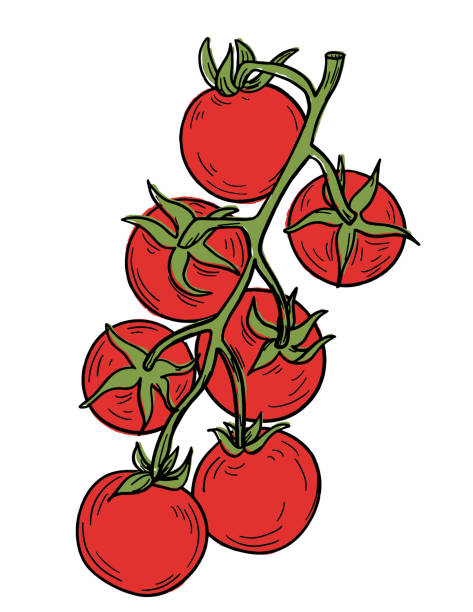 ilustraciones, imágenes clip art, dibujos animados e iconos de stock de tomates frescos dibujados a mano - heirloom tomato tomato vegetable fruit