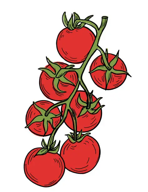 Vector illustration of Hand Drawn Fresh Tomatoes