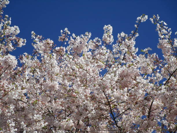 istock Pretty Springtime Akebono Cherry Blossom Flowers in Bloom 2019 1212427773