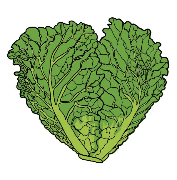 ręcznie rysowane świeże kapusty sabaudii - savoy cabbage stock illustrations