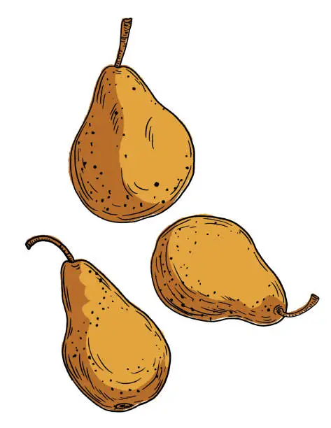 Vector illustration of Hand Drawn Fresh Pears