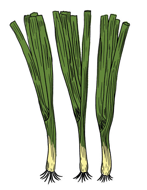 Hand Drawn Fresh Scallions Loosely drawn vegetable: Green Onions scallion stock illustrations