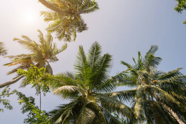 istock Tropical palm trees on Maldives island. 1212428842