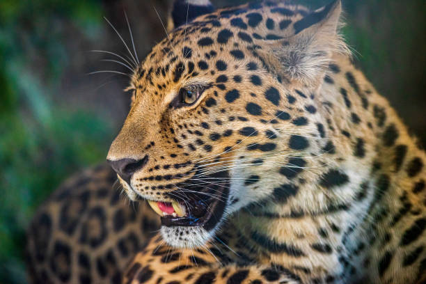 istock Snout of a Leopard 1212431085