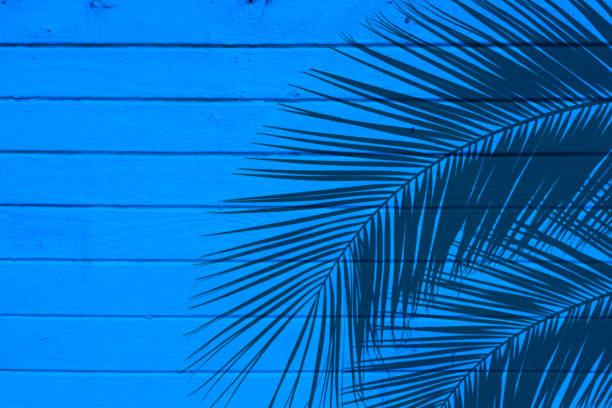 istock building exterior and palm leaf shadow 1212431323