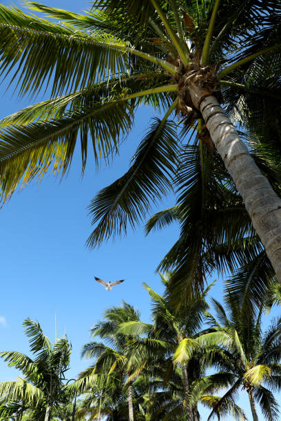 istock group of palm trees over clear blue sky 1212431344