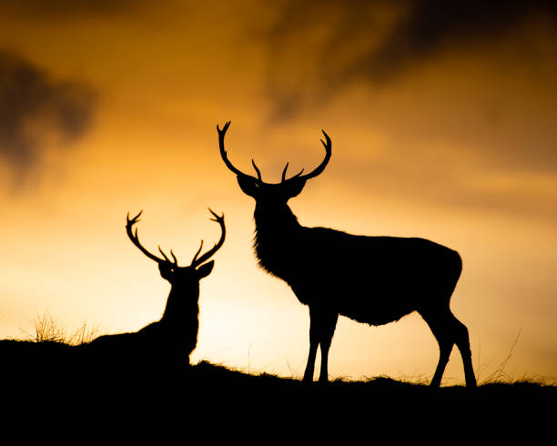 red deer at sunset in scotland - red deer animal mammal wildlife imagens e fotografias de stock