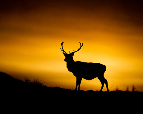 Red deer stag silhouetted against the setting sun in the Highlands of Scotland.