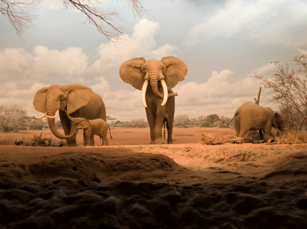 istock Elephants in the savannah 1212433534