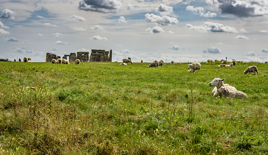 Sheep in foreground of Stonehenge on a bright summer day