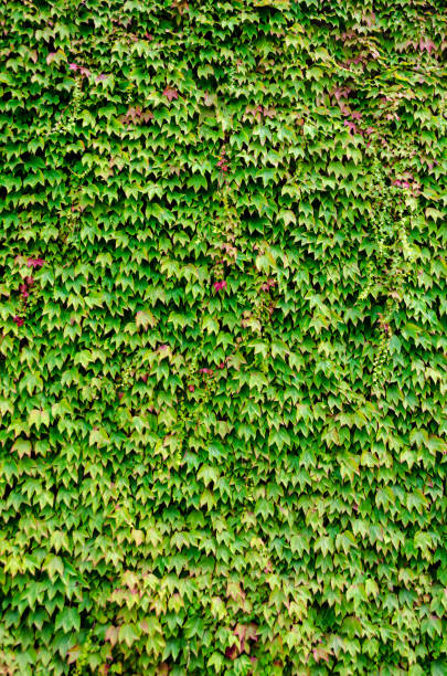 istock Wall of Ivy 1212435467