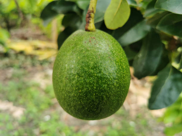 istock Close-up of an avacado fruit (Persea americana), on an avacado tree 1212436794