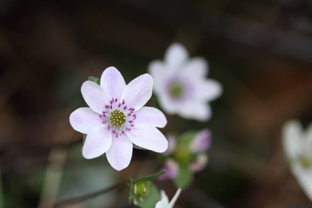 istock Saxifraga rosacea (kumomagusa) 1212438397