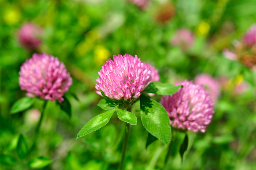 Flowers and leaves of Red Clover, Trifolium pratense